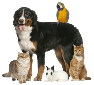 Group of pets including dog, cat, rabbit, and bird.